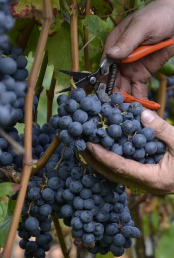 grapes wimmen_lagrein.jpg